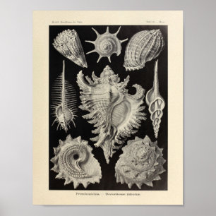  Prosobranchia Ernst Haeckel Art Print