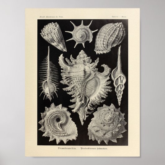 Prosobranchia Ernst Haeckel Art Print (Voorkant)