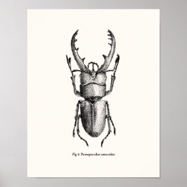 Prosopocoilus astacoides - reusachtige kever poster