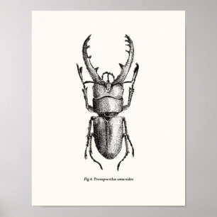 Prosopocoilus astacoides - reusachtige kever poster
