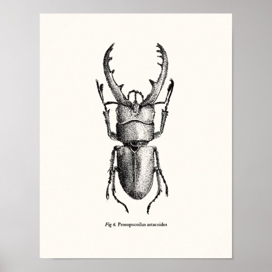 Prosopocoilus astacoides - reusachtige kever poster (Voorkant)