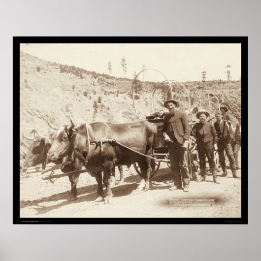 Prospectors met Gold Fever SD 1889 Poster (Voorkant)