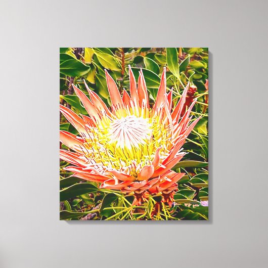 Protea Australische bloemfotografie Canvas Afdruk (Voorkant)