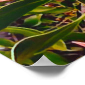 Protea Australische bloemfotografie Poster (Hoek)