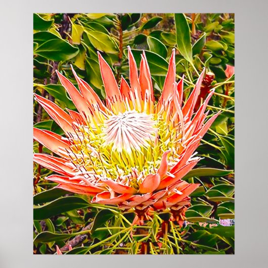 Protea Australische bloemfotografie Poster (Voorkant)