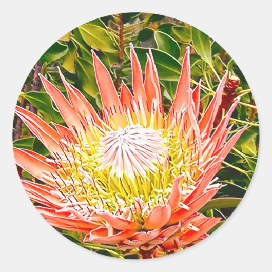 Protea Australische bloemfotografie Ronde Sticker (Voorkant)