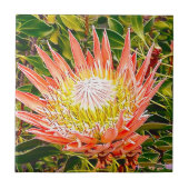 Protea Australische bloemfotografie Tegeltje (Voorkant)