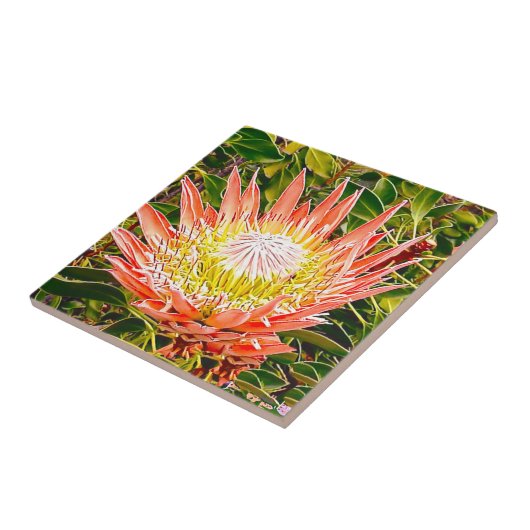 Protea Australische bloemfotografie Tegeltje (Zijkant)