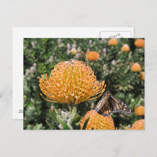 Protea Bee & Butterfly Briefkaart (Voorkant / Achterkant)