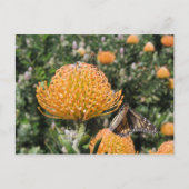 Protea Bee & Butterfly Briefkaart (Voorkant)