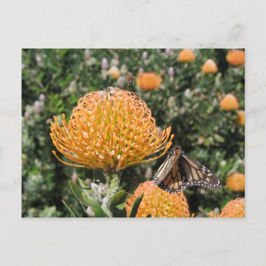 Protea Bee & Butterfly Briefkaart (Voorkant)