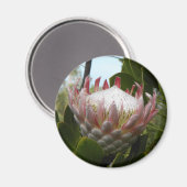 Protea bloem Hawaii Magnet (Voorkant / Achterkant)