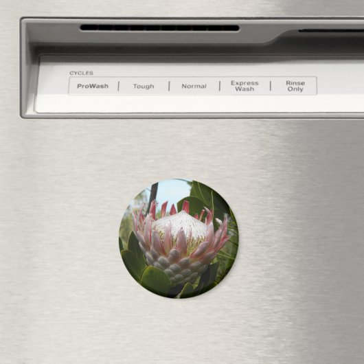 Protea bloem Hawaii Magnet (Insitu (Vaatwasser))