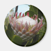Protea bloem Hawaii Magnet (Voorkant)