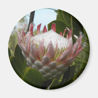 Protea bloem Hawaii Magnet