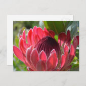 Protea Bloem Zuid-Afrika Briefkaart (Voorkant / Achterkant)