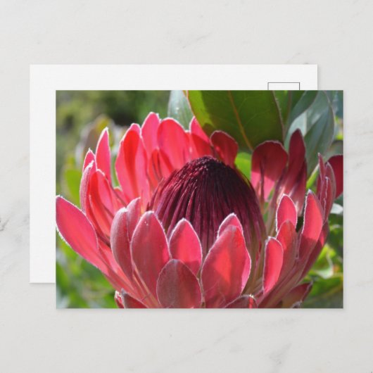 Protea Bloem Zuid-Afrika Briefkaart (Voorkant / Achterkant)