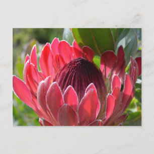 Protea Bloem Zuid-Afrika Briefkaart