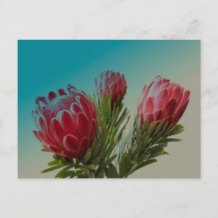 Protea Bloemen Briefkaart