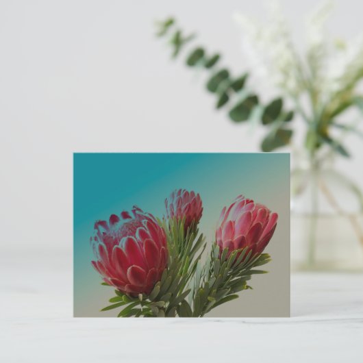 Protea Bloemen Briefkaart (Staand voorkant)