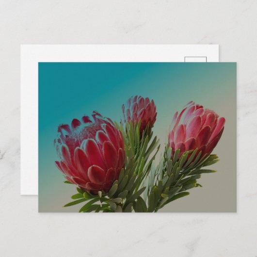 Protea Bloemen Briefkaart (Voorkant / Achterkant)