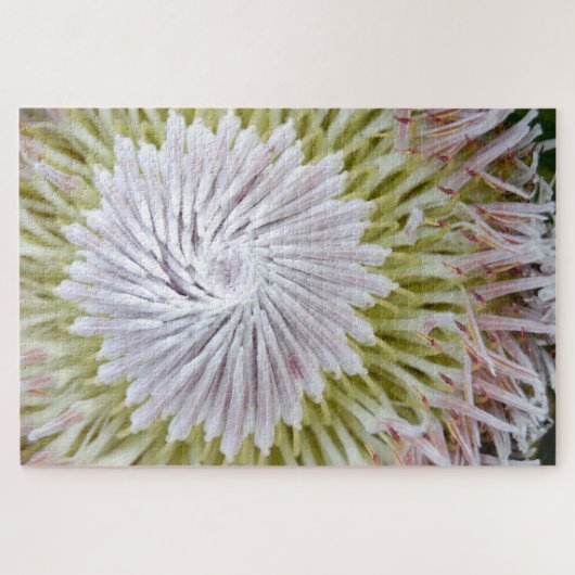Protea cynaroides Koningprotea. Legpuzzel (Horizontaal)