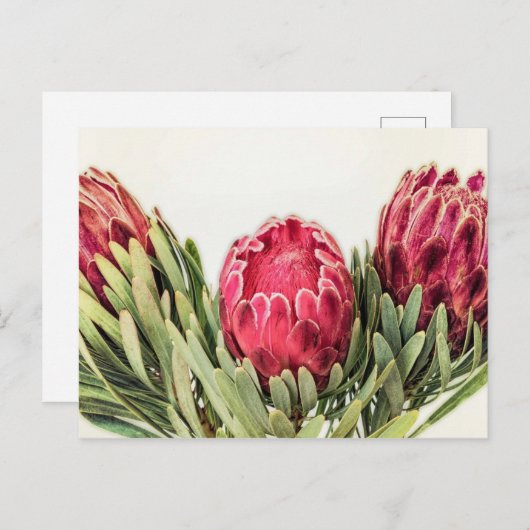 Protea Flower Zuid-Afrika Briefkaart (Voorkant / Achterkant)