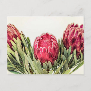 Protea Flower Zuid-Afrika Briefkaart