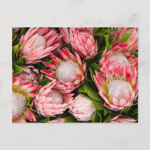 Protea Flowers Foto Briefkaart