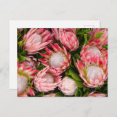 Protea Flowers Foto Briefkaart (Voorkant / Achterkant)