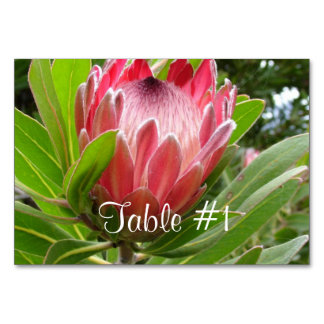 Protea Flowers Kaart