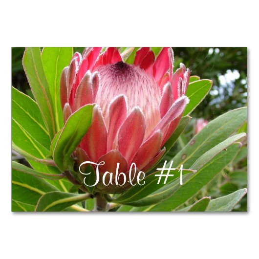 Protea Flowers Kaart (Voorkant)