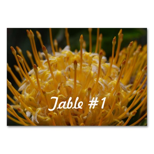 Protea Flowers Kaart (Voorkant)