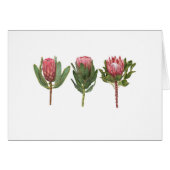 Protea Notecard (Voorkant Horizontaal)
