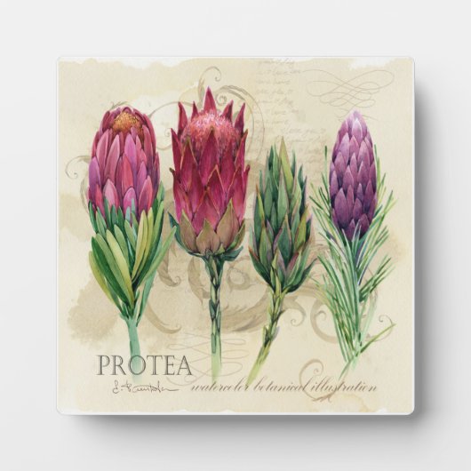  Protea Plaque Fotoplaat (Voorkant)