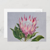 Protea Postcard Briefkaart (Voorkant / Achterkant)