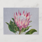 Protea Postcard Briefkaart (Voorkant)