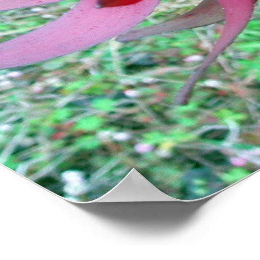Protea Poster (Hoek)