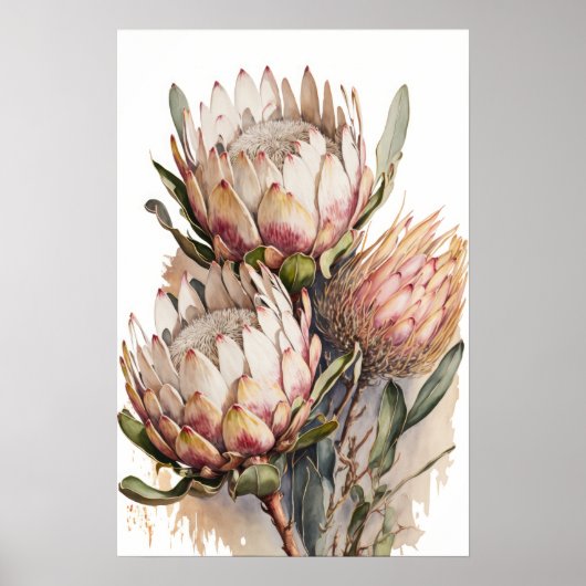 Protea Sugarbushes Flowers Art Print Poster (Voorkant)