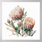 Protea Sugerbushes Bloemenkunst Print Poster (Voorkant)