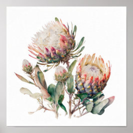 Protea Sugerbushes Bloemenkunst Print Poster