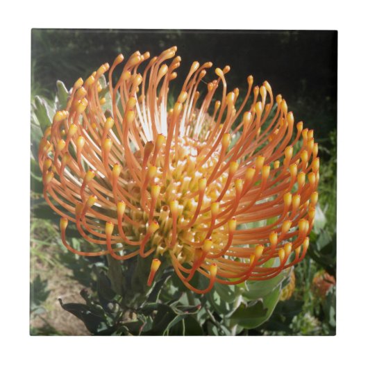 protea tegeltje (Voorkant)