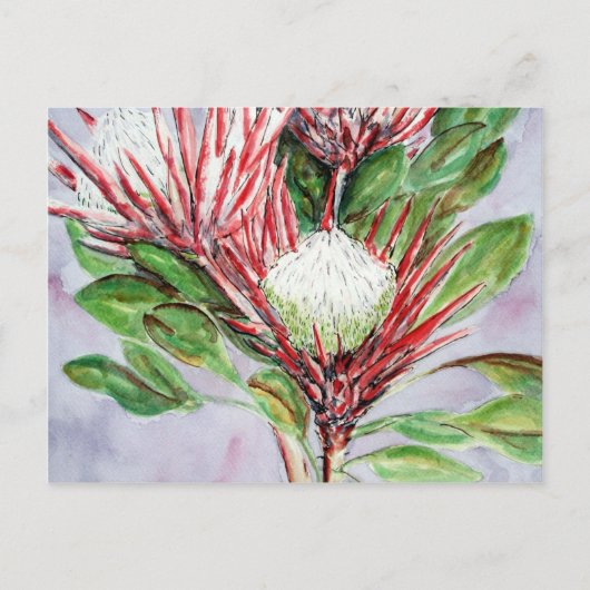 Proteas Briefkaart (Voorkant)
