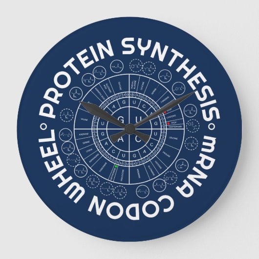 PROTEIN SYNTHESIS - mRNA to AMINO ACID CODON WHEEL Grote Klok (Voorkant)