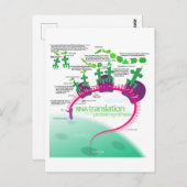 Proteïne Synthese Diagram van RNA vertaling Briefkaart (Voorkant / Achterkant)