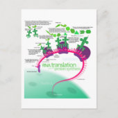 Proteïne Synthese Diagram van RNA vertaling Briefkaart (Voorkant)