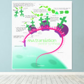 Proteïne Synthese Diagram van RNA vertaling Canvas Afdruk (Insitu (Houten vloer))