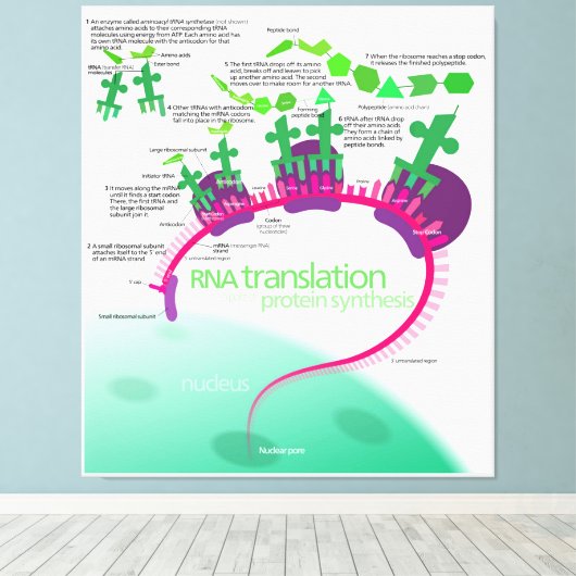 Proteïne Synthese Diagram van RNA vertaling Canvas Afdruk (Insitu (Houten vloer))