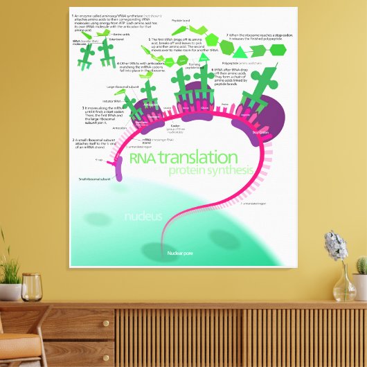Proteïne Synthese Diagram van RNA vertaling Canvas Afdruk (Insitu (Woonkamer))