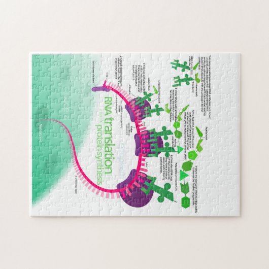 Proteïne Synthese Diagram van RNA vertaling Legpuzzel (Horizontaal)